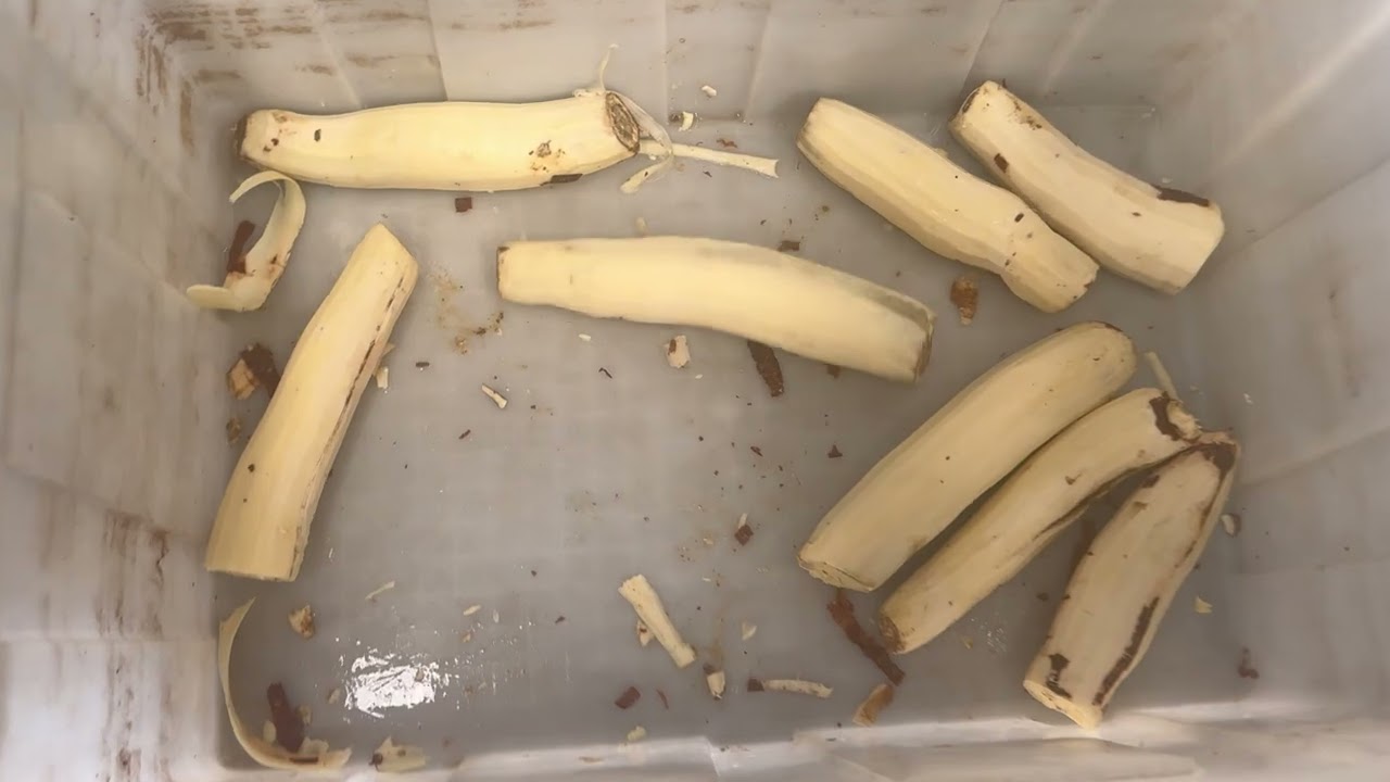 See Why Choose Commerical Cassava Peeling Machine?