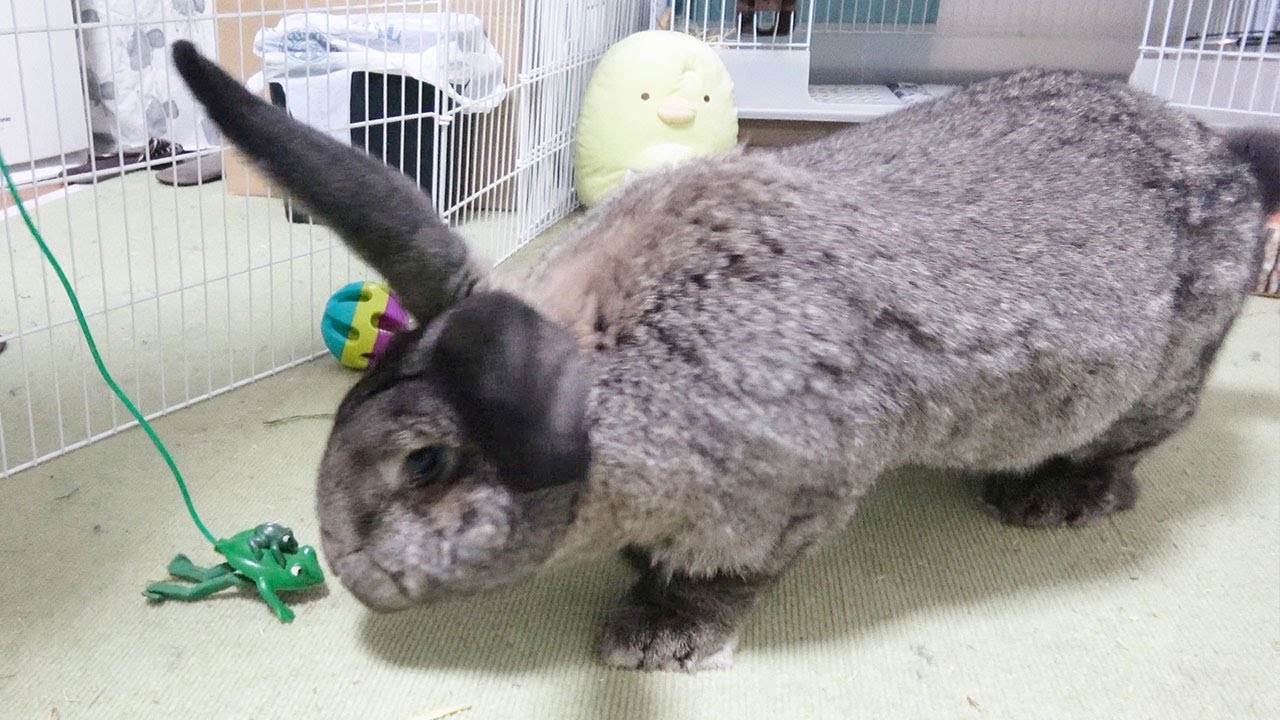 Giant Rabbit Reacts to Toy Frog! おもちゃのカエルを見たフレミッシュジャイアントうさぎの反応！
