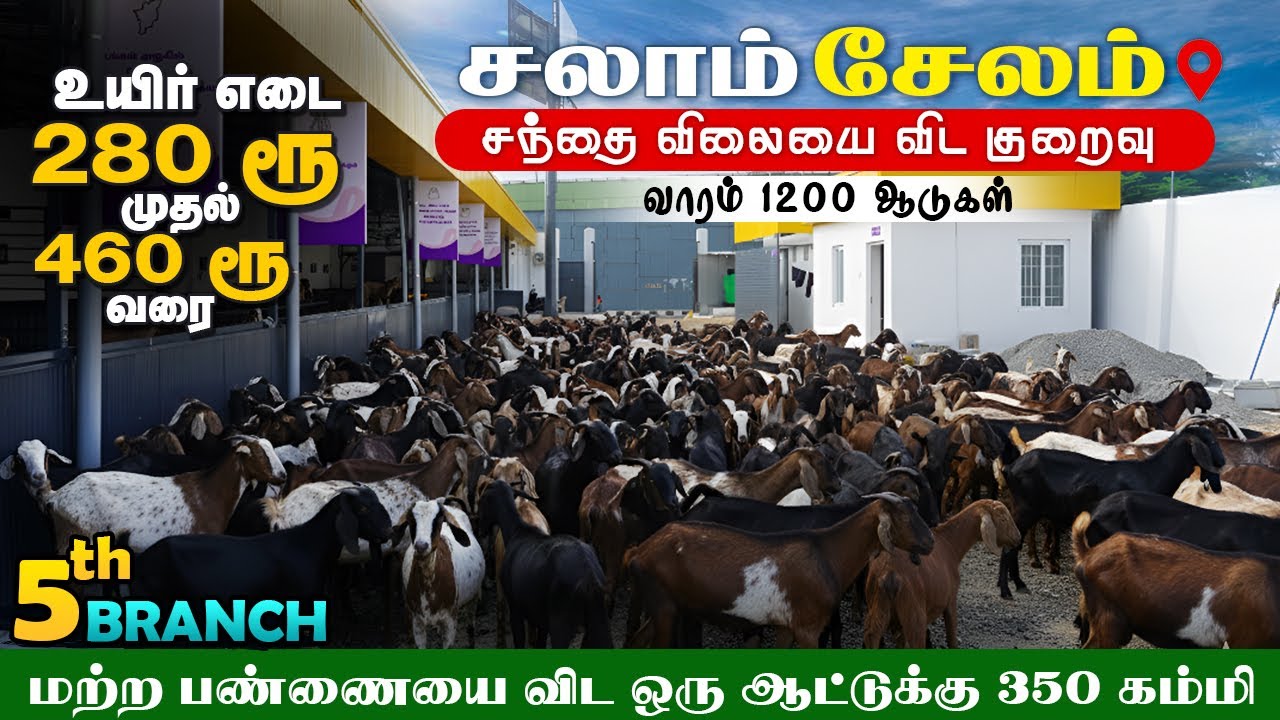 சந்தை விலையை விட குறைந்த விலையில் ஆடுகள் விற்பனை | உயிர் எடையில் 280 முதல்  460 வரை , 1200 ஆடுகள்.