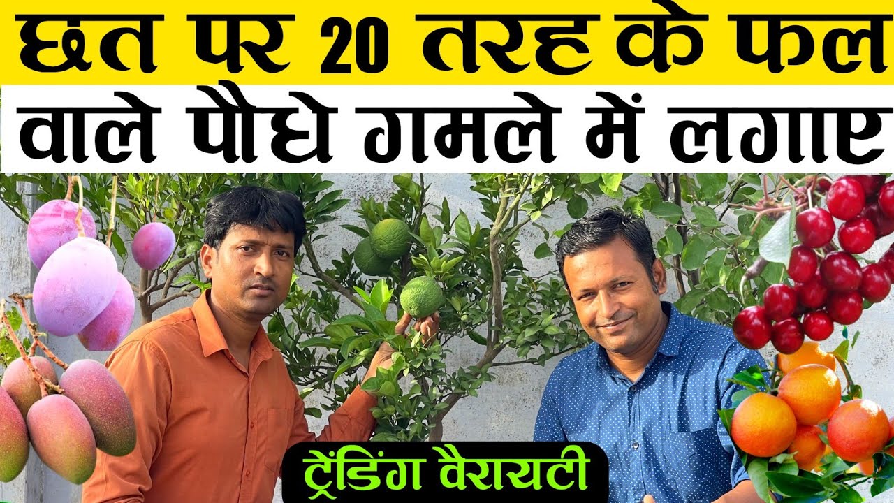 छत पर 20 तरह के फल वाले पौधे गमले में लगाएं | 20 Fruit Plant In Terrace Garden