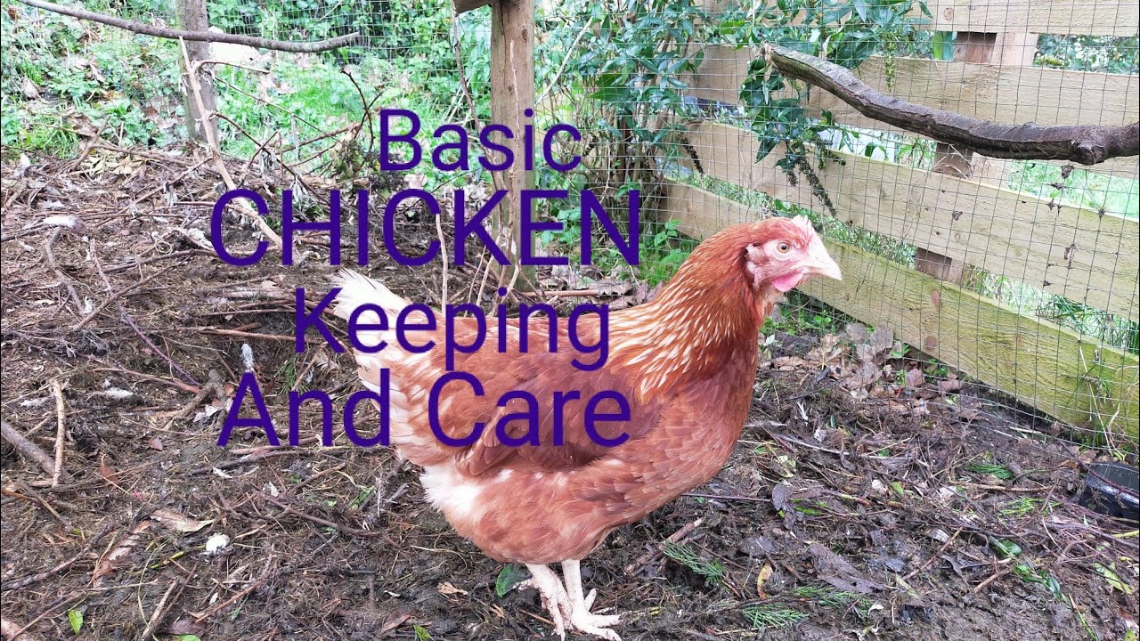 How to start Chicken keeping in the UK and learning the basics.