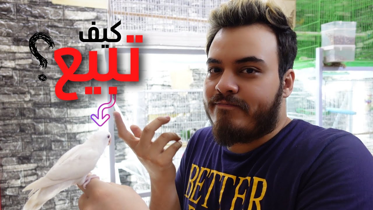 كيف تبيع أنتاجك ( الفروخ والطيور ) بأفضل طريقة ؟
