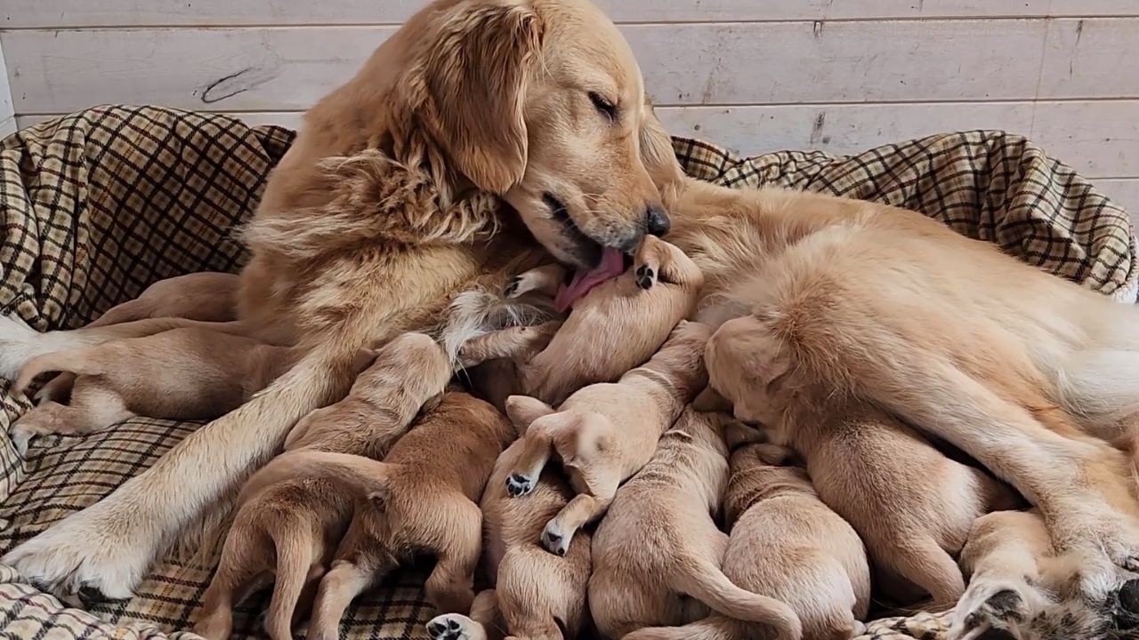 Golden Retriever Mom Caring for 10 Puppies