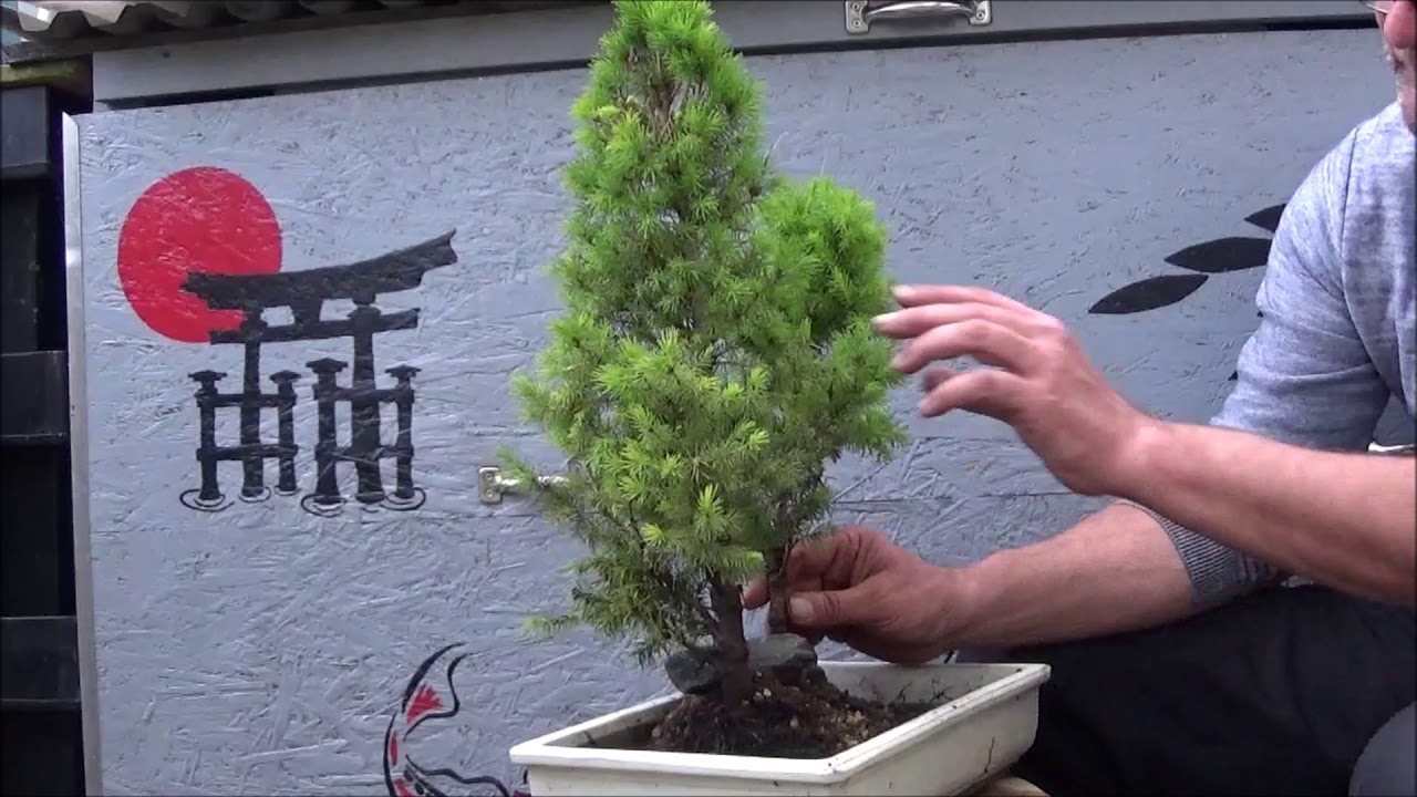 Bonsai 2019-9 - Picea glauca - aus vier werden fünf Zuckerhutfichten