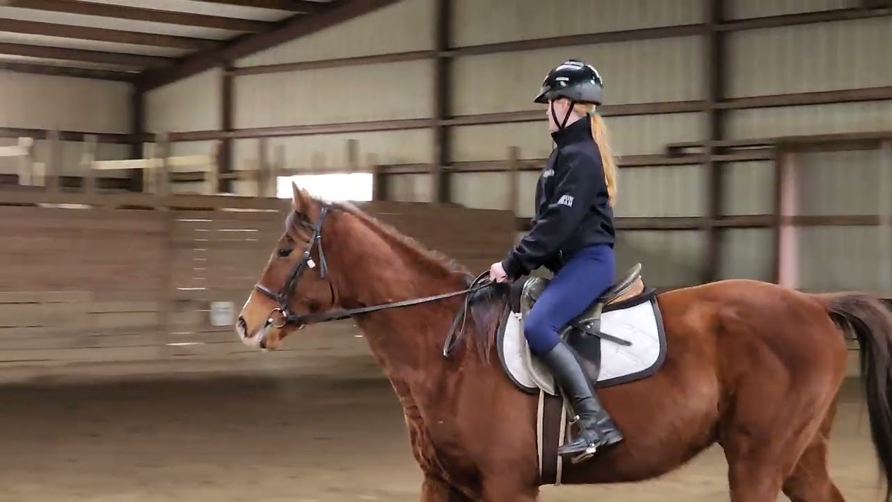 Dressage Show - Aden #2