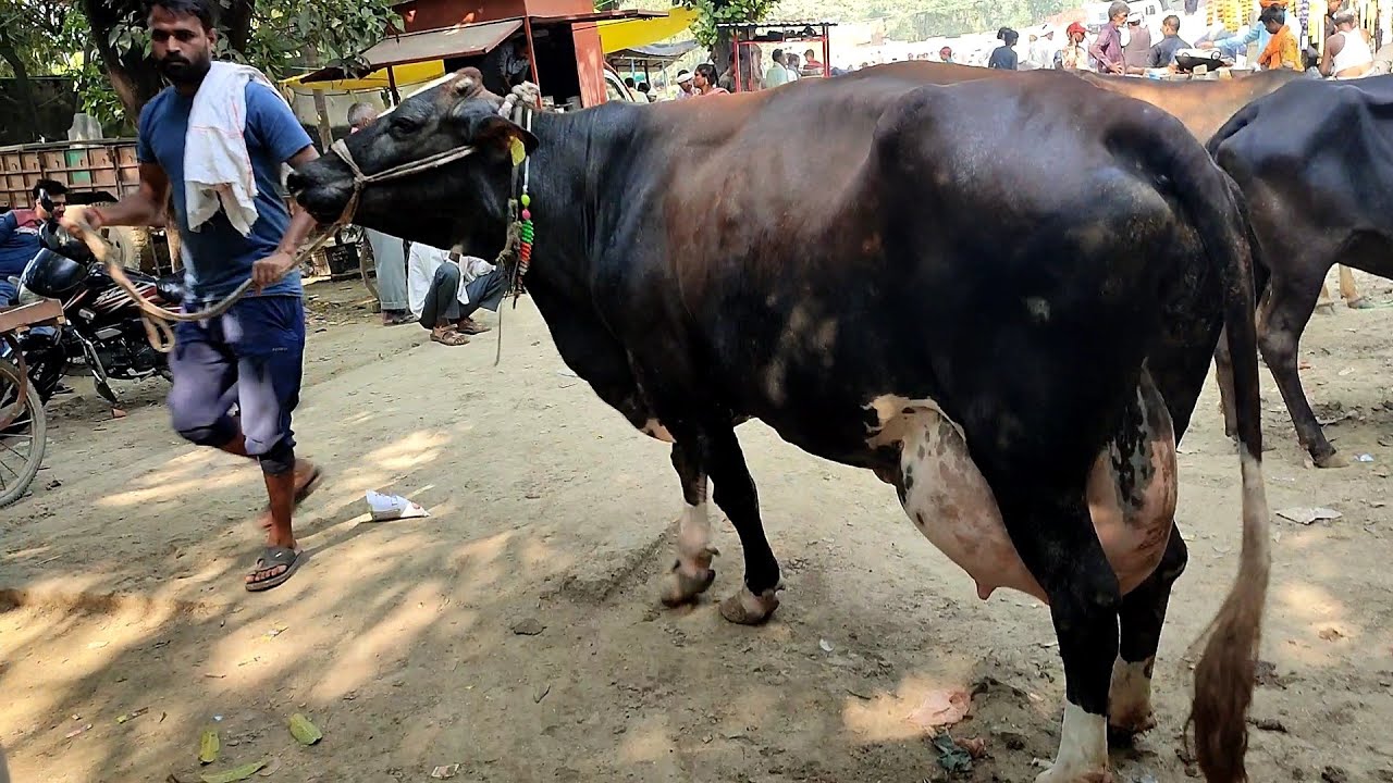 Baaj Nagar Pashu Bajaar, Lucknow, Uttar Pradesh / बाज नगर पशु बाजार, लखनऊ, उत्तर प्रदेश