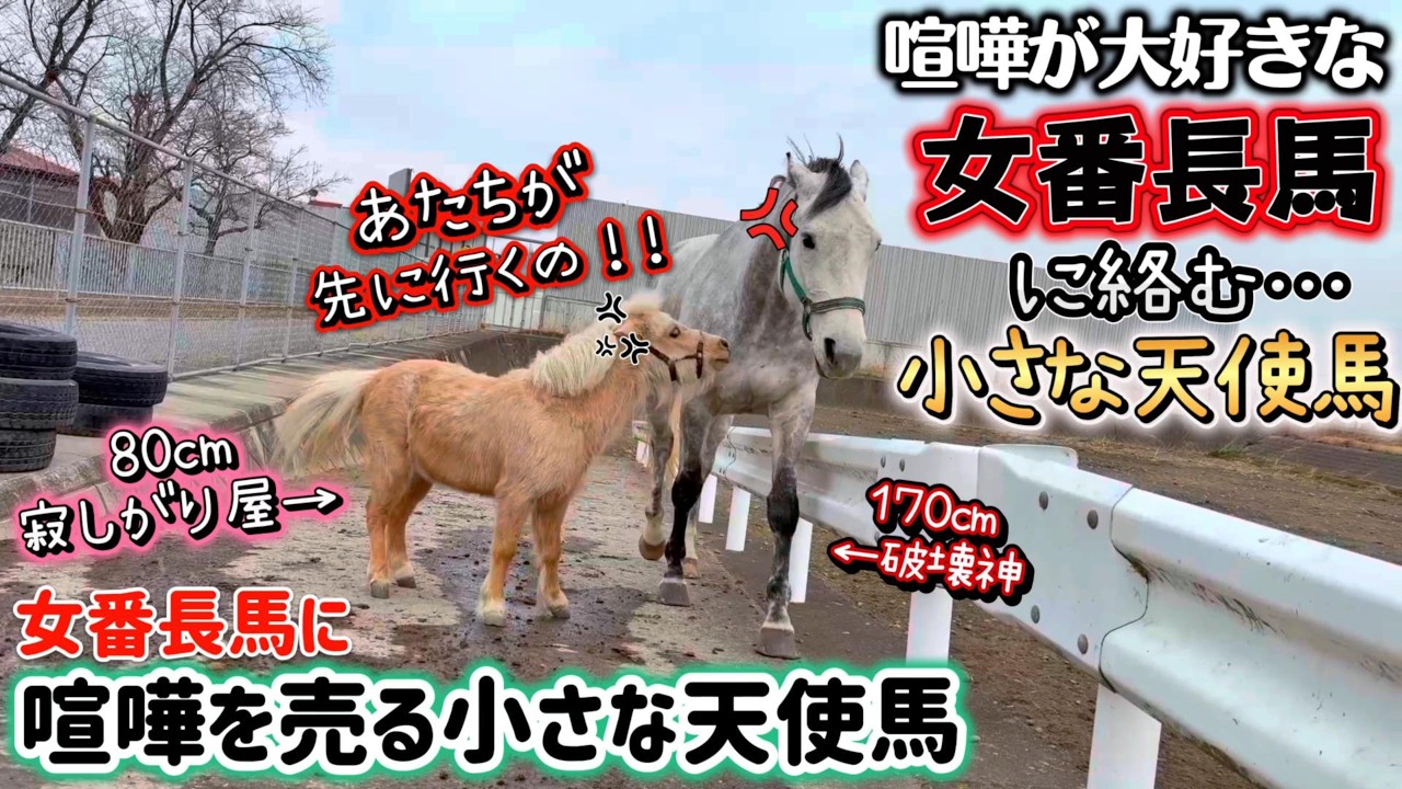 【一緒に放牧が始まり４日目】一触即発！？暴君で女番長の大きな芦毛馬にタイマンを挑む小さな天使馬がヤバすぎました…。『ツルマルボーイ様のシモベ』
