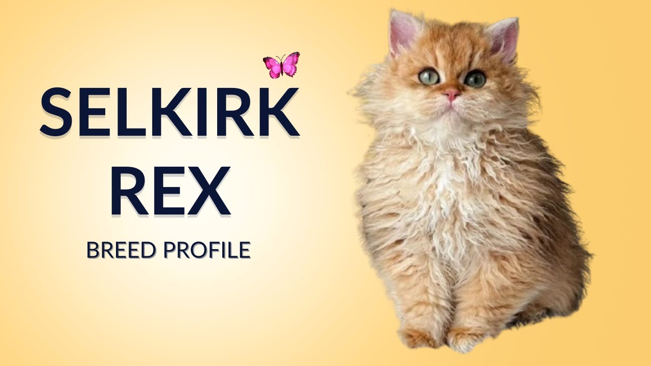 История породы кошек селкирк-рекс - Цена - Характеристики - Необходимость ухода - Продолжительнос...