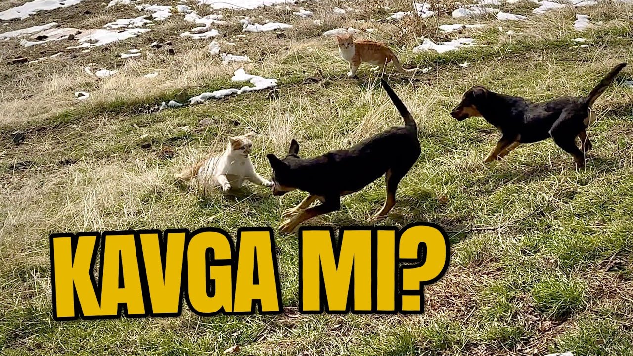 🔥 Köpekler Saldırıyor Sandık… Kavga mı? | Cats vs Dogs 😲🐶🐱