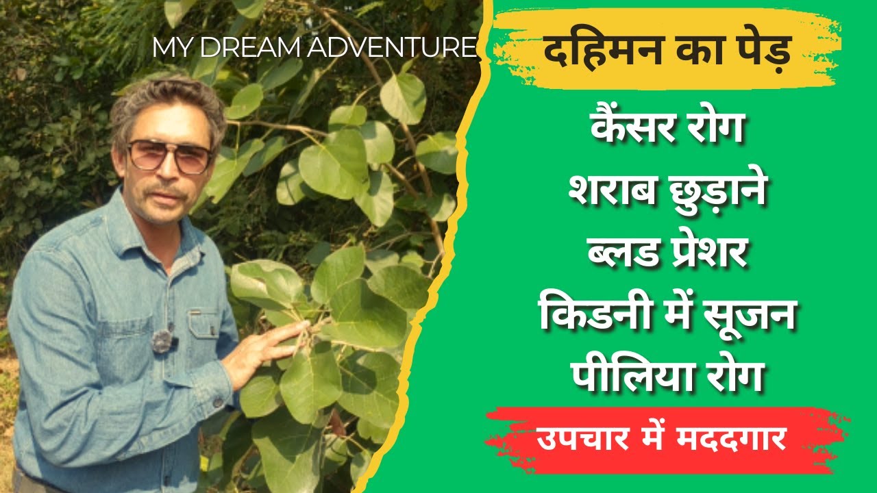 अंग्रेजों ने क्यों कटवा दिए थे Dahiman Tree ? Dahiman Plant | Medicinal Plants | Nature | Jungle