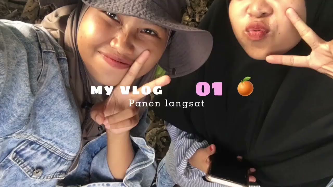 Panen langsat dikebun orang!!!🤣