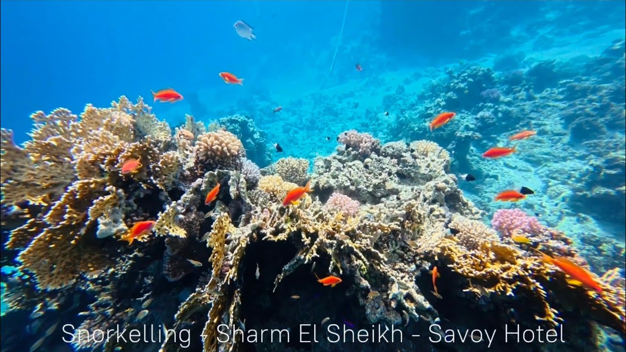 Snorkelling at White Knight Reef, Sharm El Sheikh &ndash; Amazing Red Sea Coral Right at the Hotel Beach!