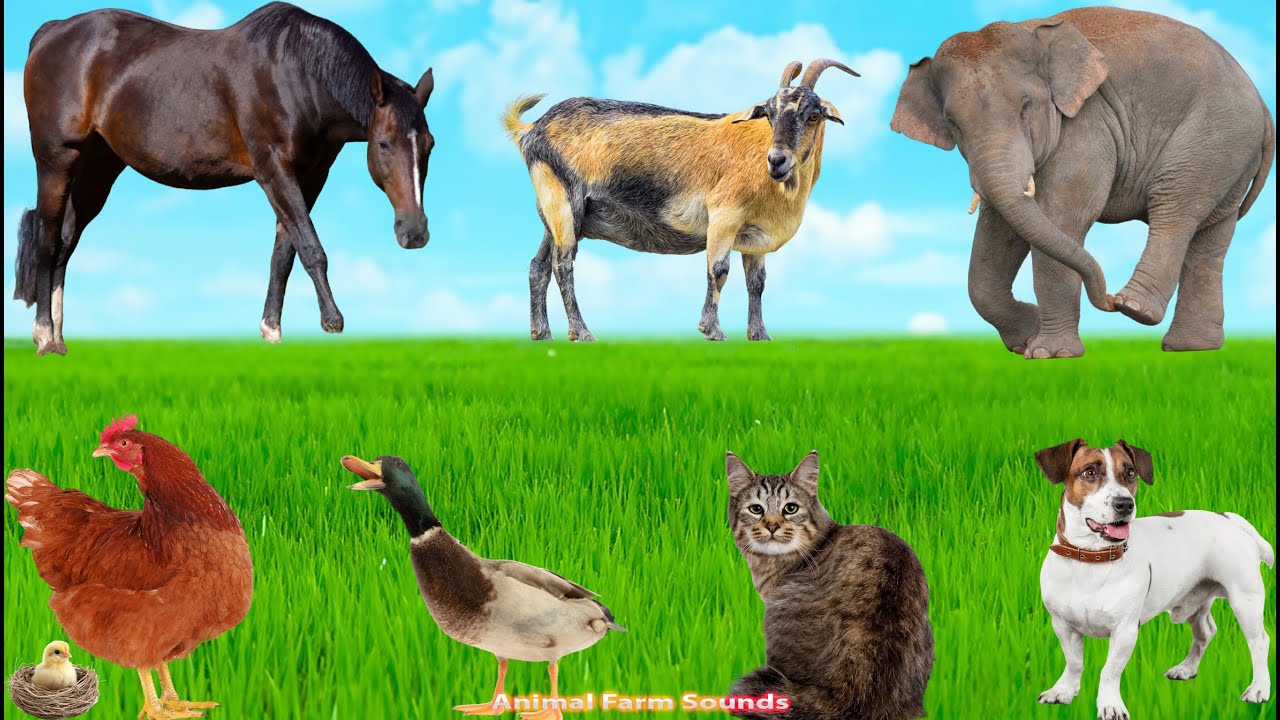 Animal Sounds Around Us: Dog, Cat, Sheep, Horse, Goat, Cow, Elephant - Animal Sounds