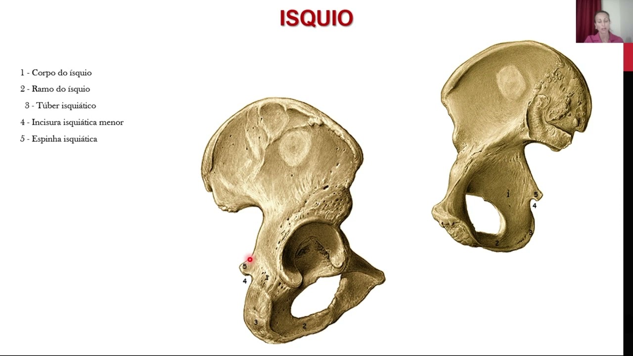 Pelve e períneo - Ossos, articulações e músculos