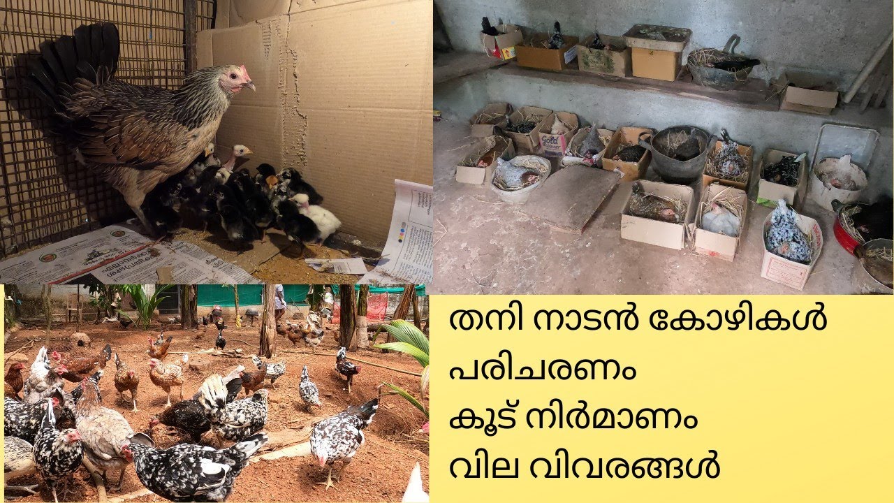 വാഴ തോട്ടത്തിലെ നാടൻ കോഴി വളർത്തൽ|ഒറിജിനൽ നാടൻ കോഴികളെ വാങ്ങാം|Naadan kozhi|mutta kozhi|Poultry farm