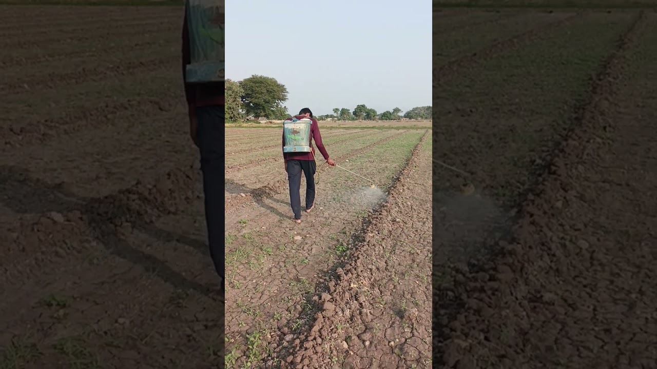 #farming #khedut #devbhumidwarka #video #gujarat #jiru
