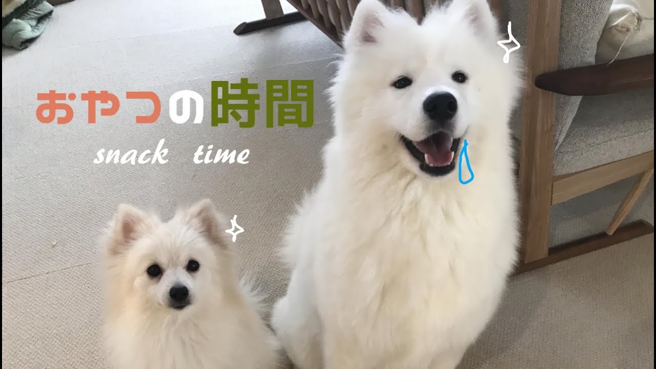 食いしん坊な子犬たち　サモエドのネモ&mix犬シェリー