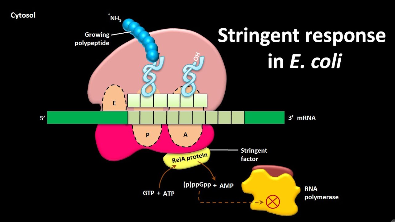 Stringent response in E. coli