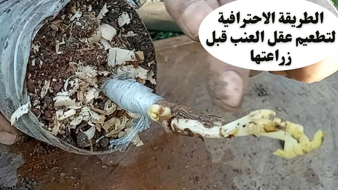 الطريقة الاحترافية لتطعيم عقل العنب قبل زراعتها/تركيب (تلقيم) العنب قبل زراعته /grape cultivation