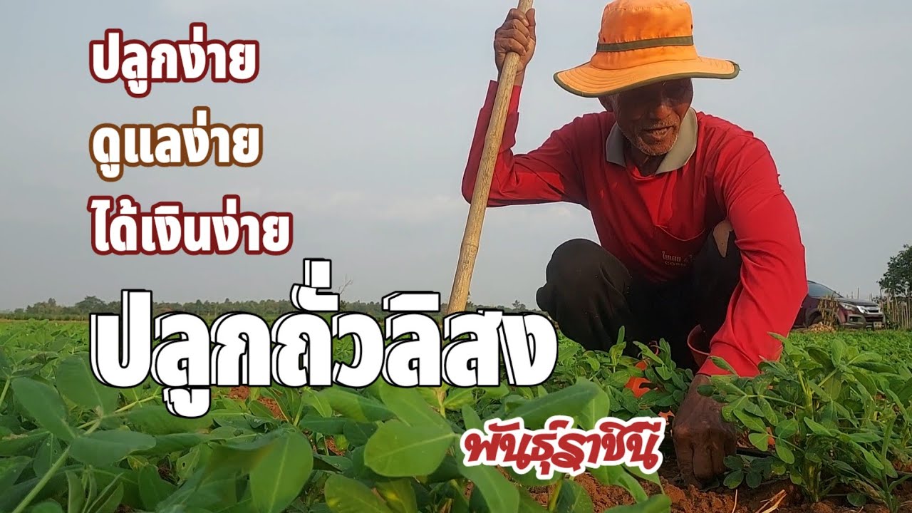 🌱🥜 ปลูกถั่วลิสง ดูแลง่าย ได้เงินเร็ว พันธุ์ราชินี(ถั่วลายเสื้อ)