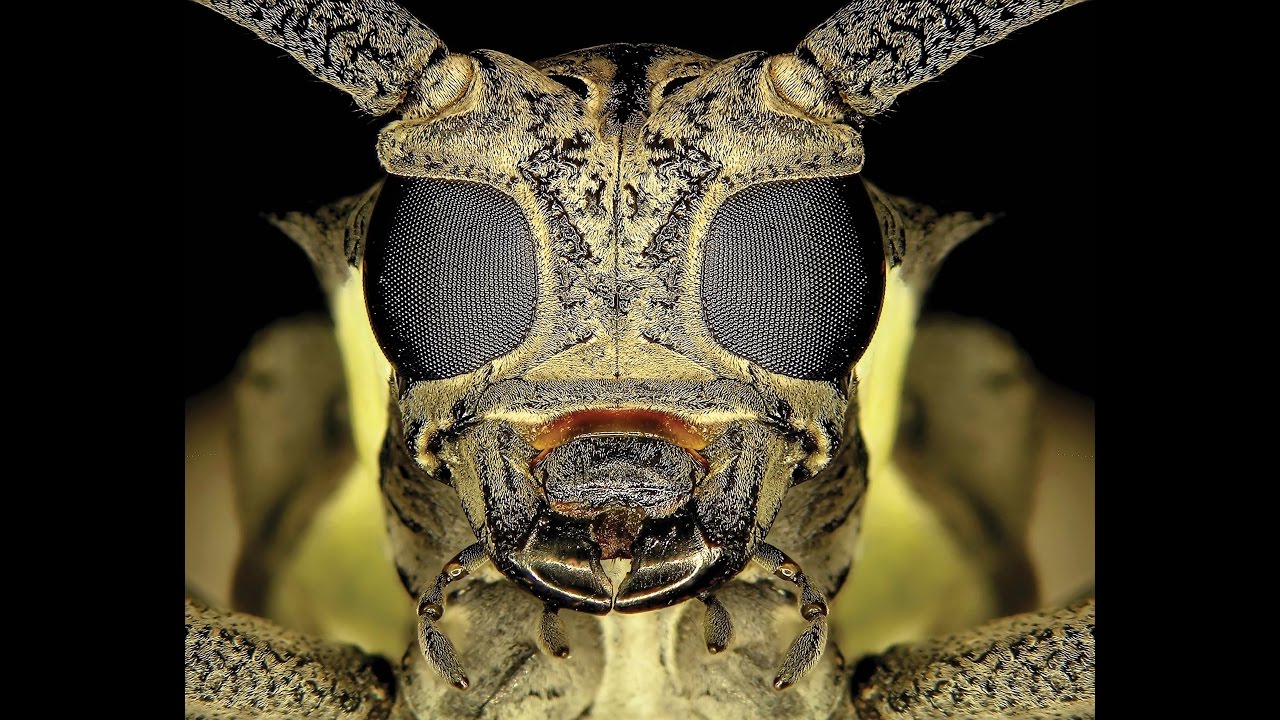 Scary Extreme Close Ups of Bugs!