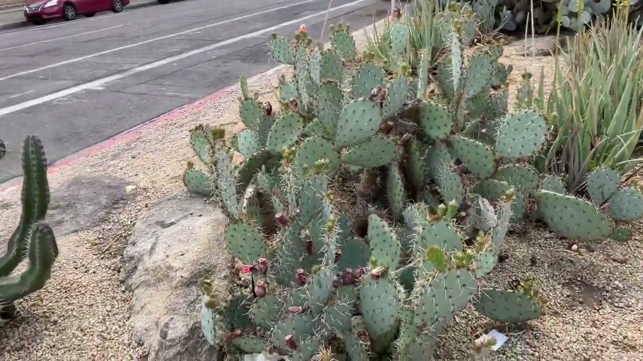 Walking Around Phoenix!! Join us for our Cactus Tour!!! #phoenix #cactus #desertliving
