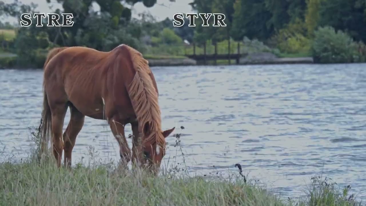 The Horse, the symbol of power and beauty / Hesten, symbolet på kraft og skjønnhet
