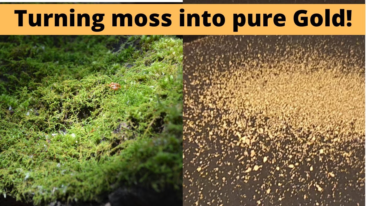 Gold prospecting moss!  It’s loaded!