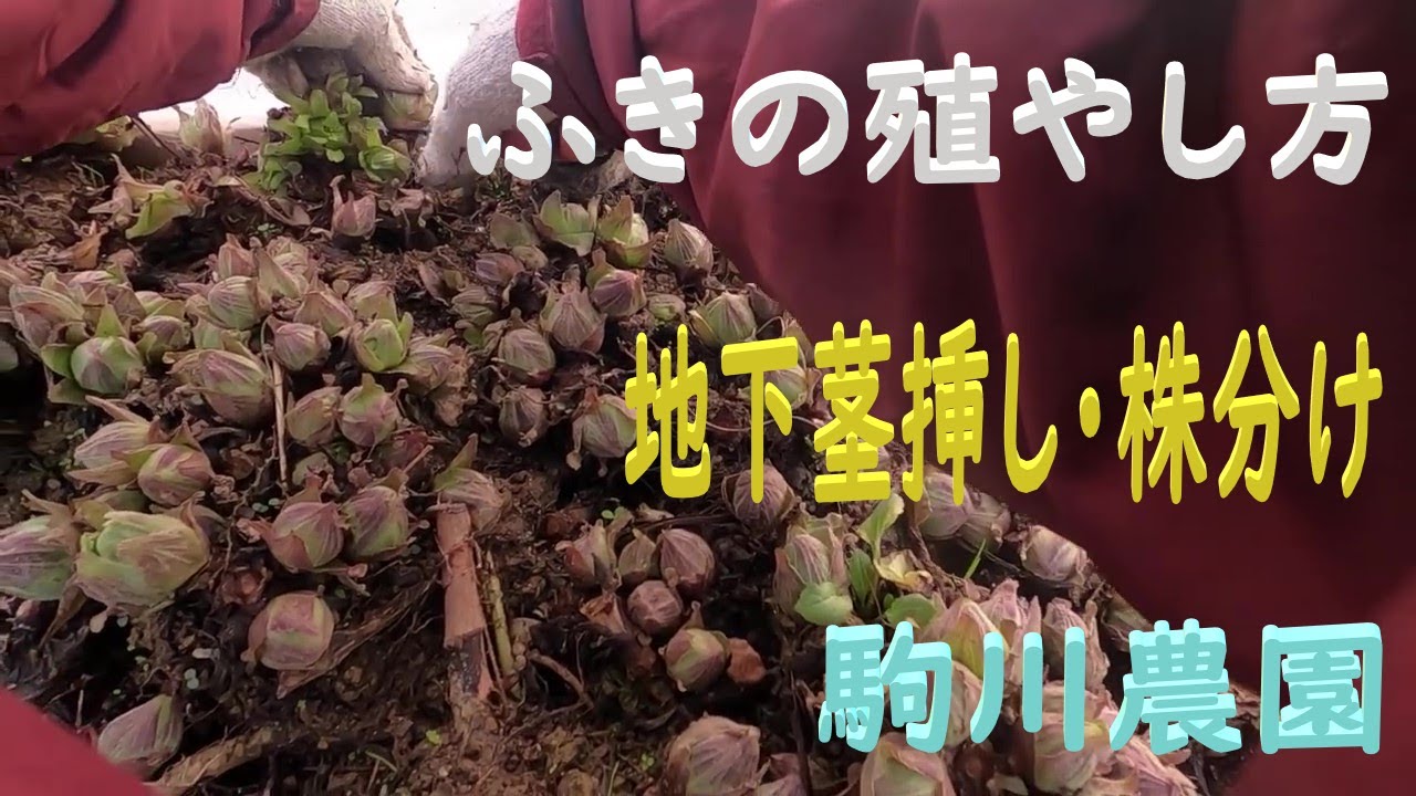 ふきの殖やし方　根挿し・地下茎・株分け　邑南町　駒川農園　22.3.22