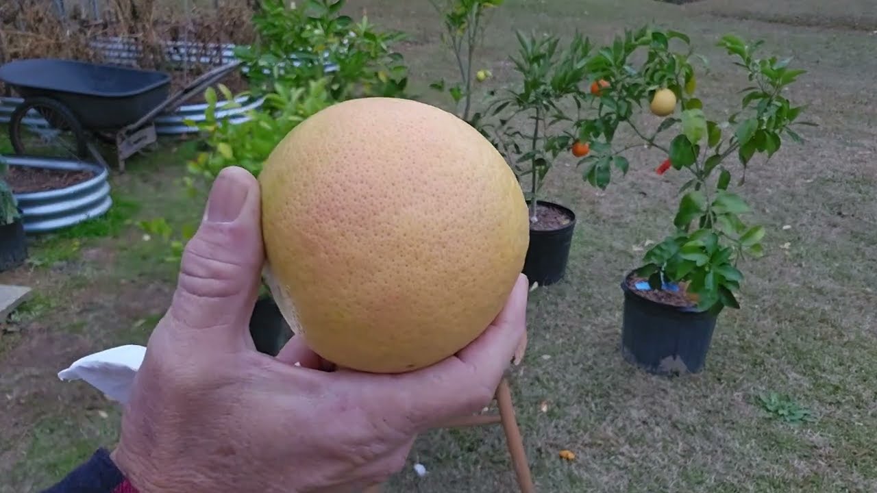 Rio Red Grapefruit - Container Grown Citrus