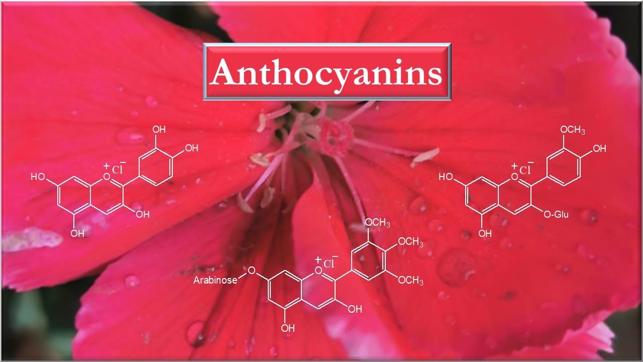 Anthocyanins, Introduction and structure elucidation