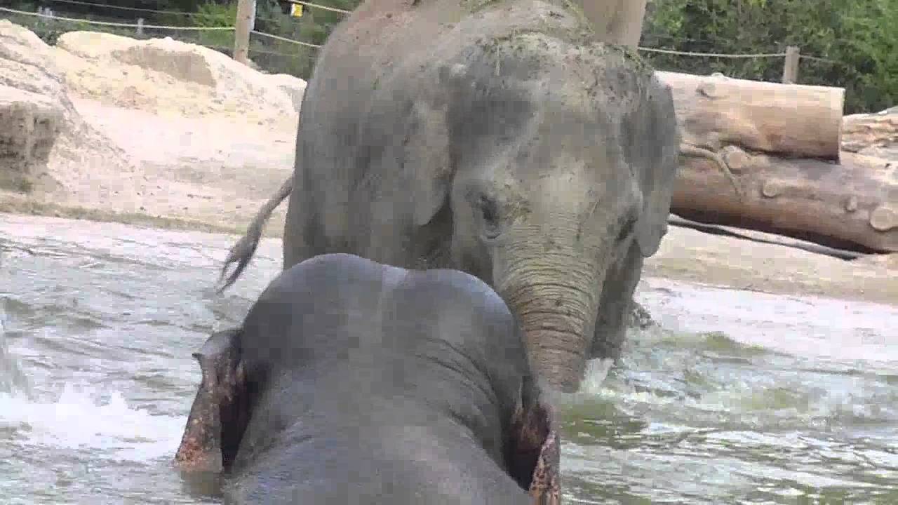 Baby Elefant Ludwig Schwimmunterricht mit den Tanten-Baby Elephant Ludwig and swim lesson with aunts