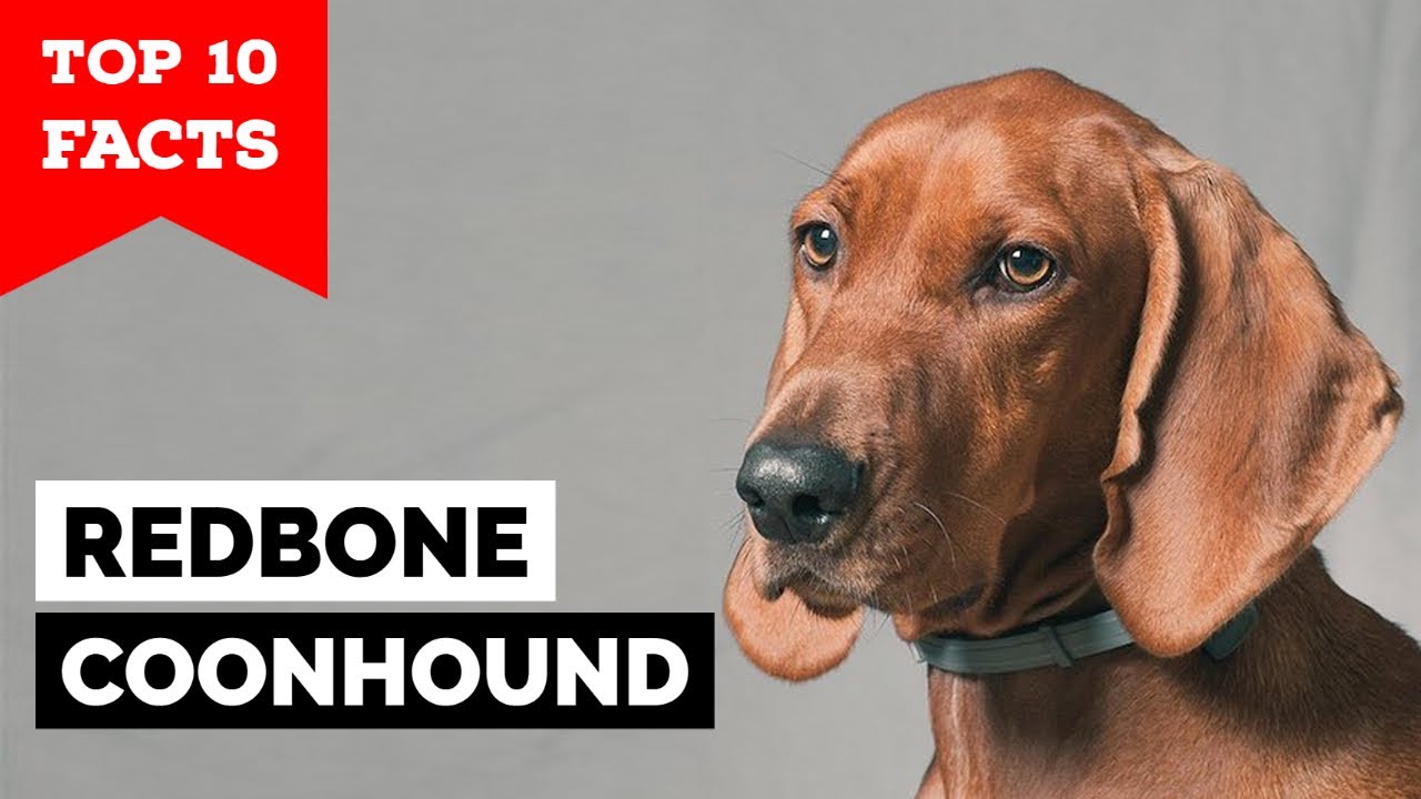 Redbone Coonhound - Top 10 Facts
