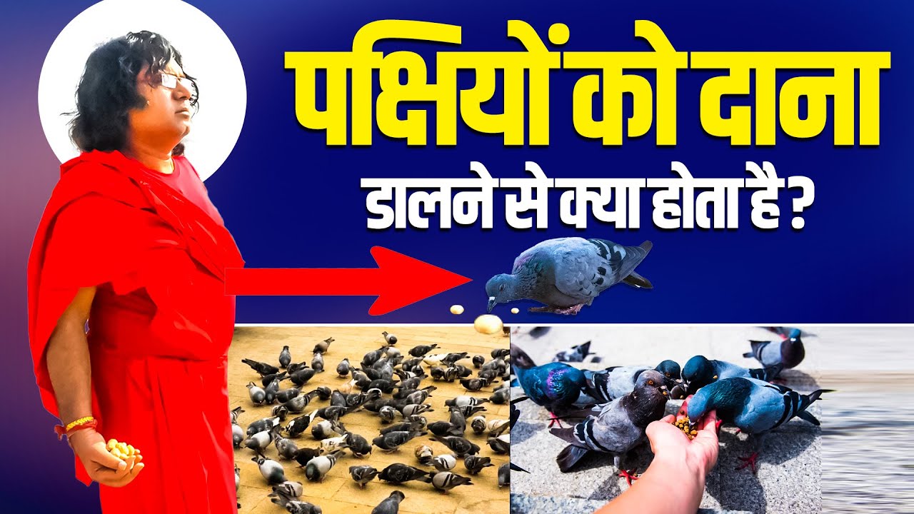 पक्षियों को दाना डालने से क्या होता है ? | Acharya Shri Kaushik Ji Maharaj