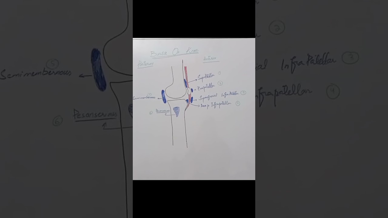 Bursae of knee joint. #physiotherapist #anatomy #knee #bursa