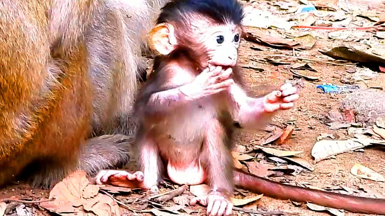WOW SO ELEGANT LITTLE BABY MONKEY| NEW MONKEY STANDING