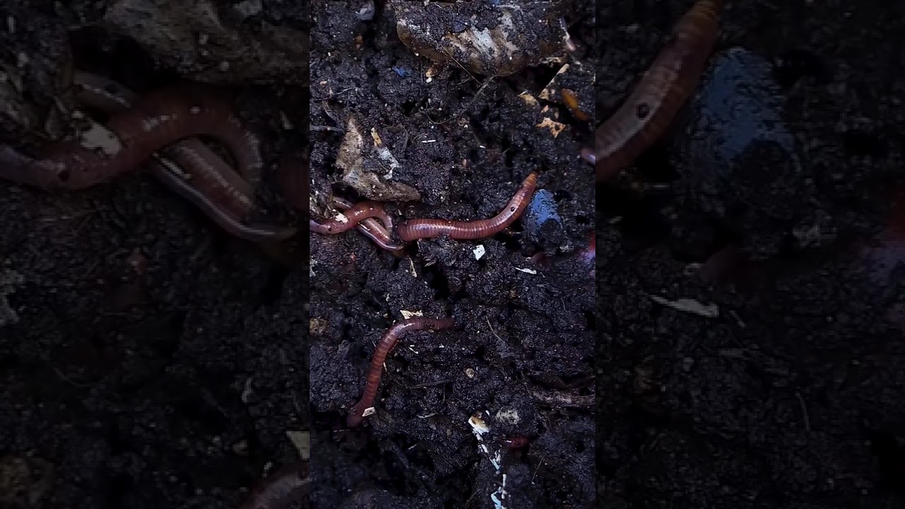 Redwiggler