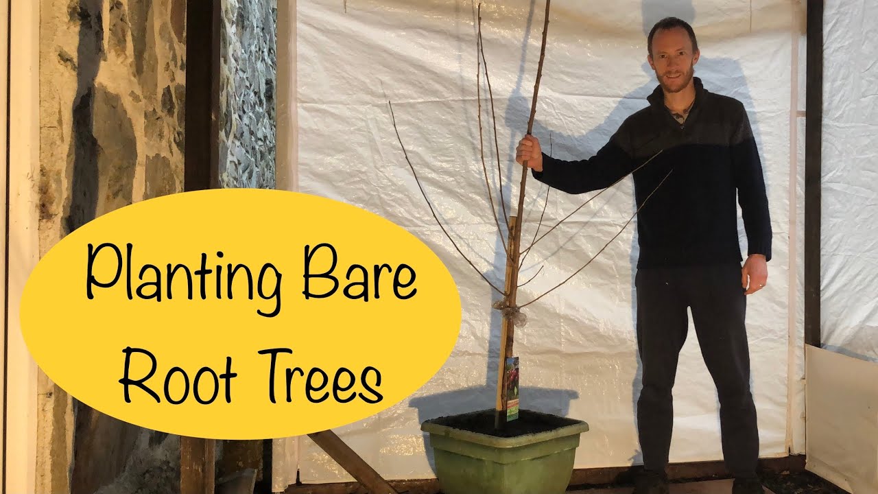 Planting Bare Root Fruit Trees in Containers | Cherry Tree Sunburst