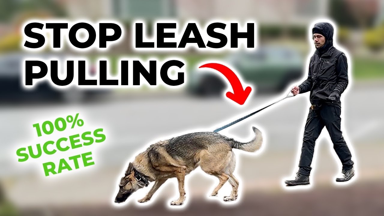 How to Fix Your Dog's Leash Pulling in 15 Minutes
