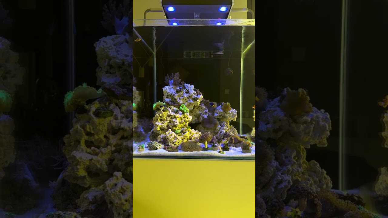 7 dni po starcie kostki morskiej na reef scorpionfish, testy.