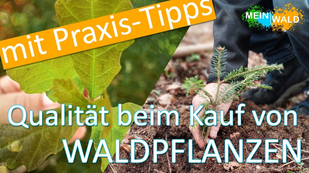 Qualitäts-Check von gekaufen Waldpflanzen 🌱🌲 Auf das solltest du achten
