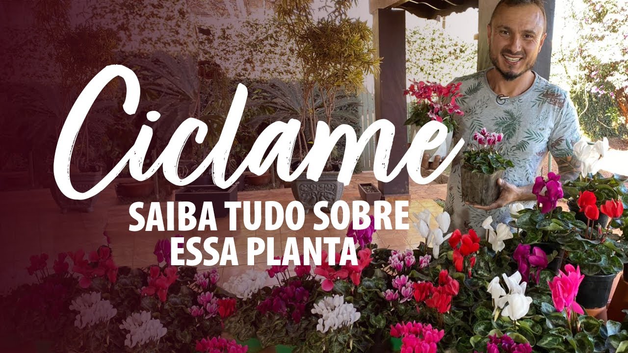 Como CUIDAR do CICLAME