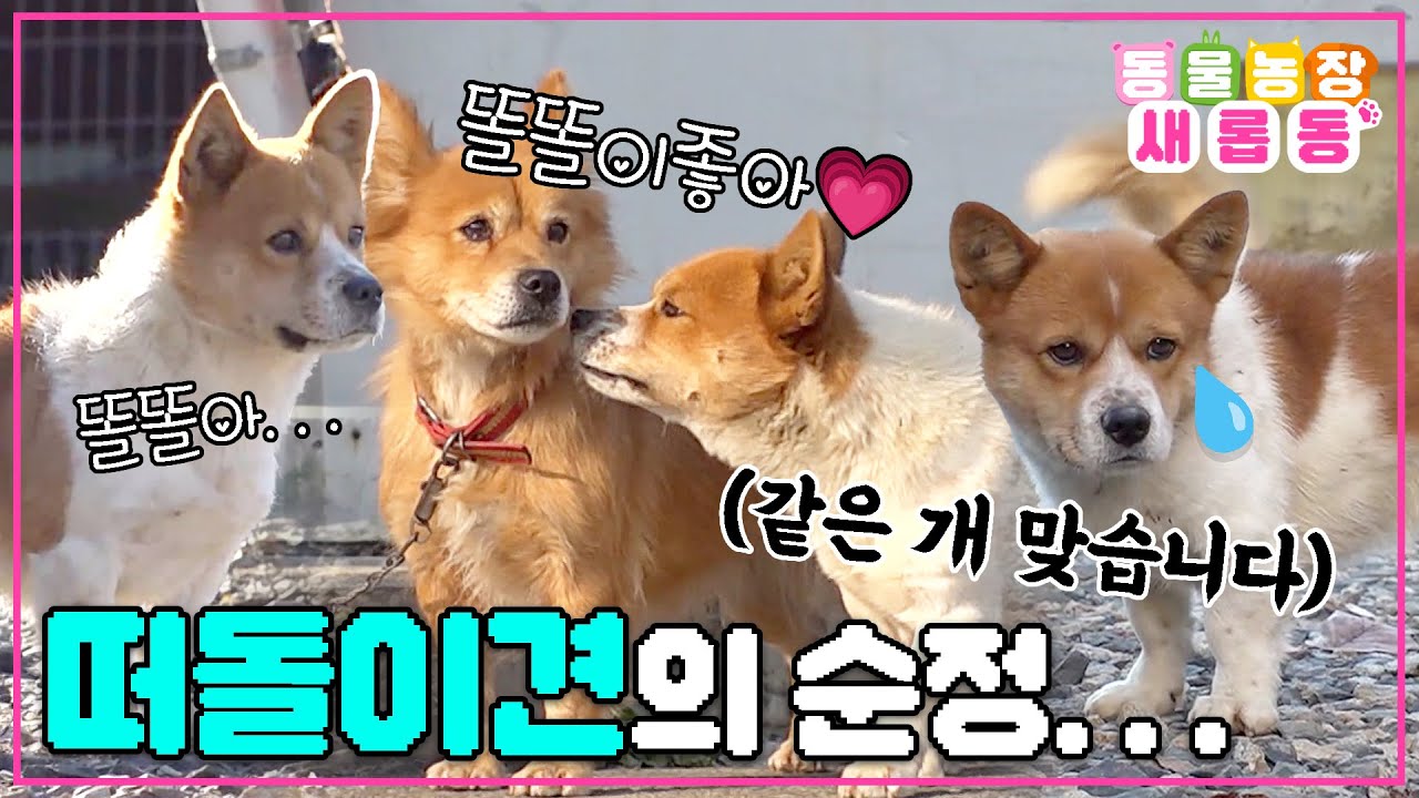 [#새롭동물농장] 떠돌이견의 순정🐶? 동네 사고뭉치😱  매일 똘똘이를 따라다니는 떠돌이견 이쁜이의 이야기 #TV동물농장 #AnimalFarm #SBSstory /EP.1149