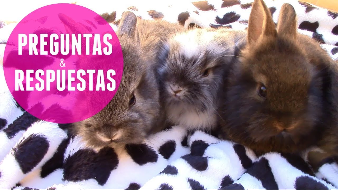 Bebés de conejo - PREGUNTAS FRECUENTES