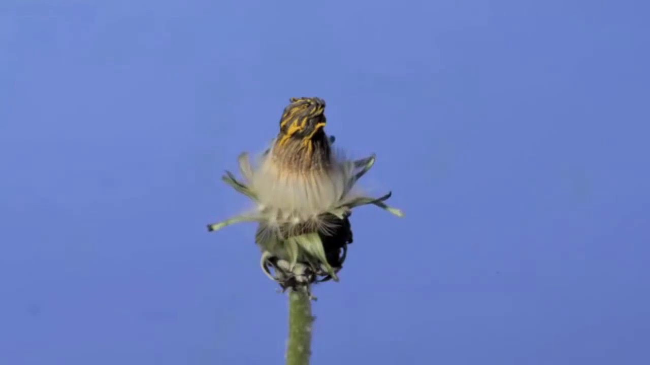 El crecimiento de un Diente de Le&oacute;n.