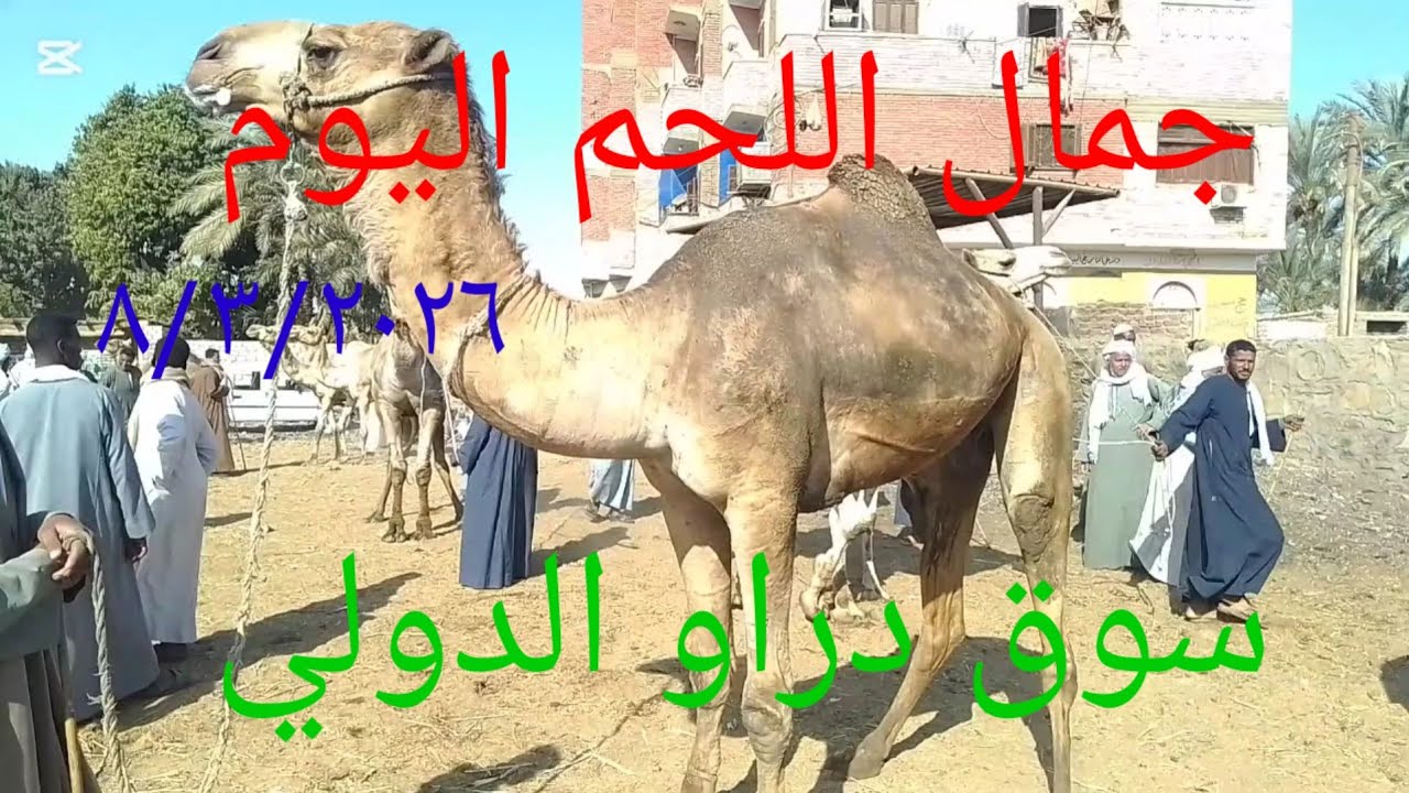 اسعارجمال اللحم داخل سوق دراو ٨ مارس ٢٠٢٦