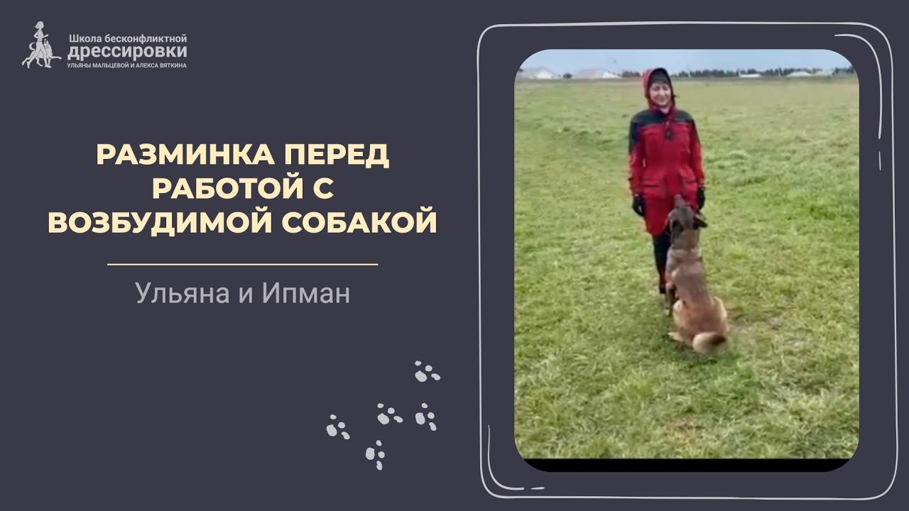 Разминка возбудимой собаки перед работой 