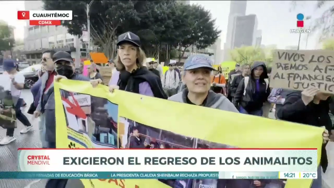 Denuncian situación de los perritos rescatados del Refugio Franciscano en la CDMX | Crystal