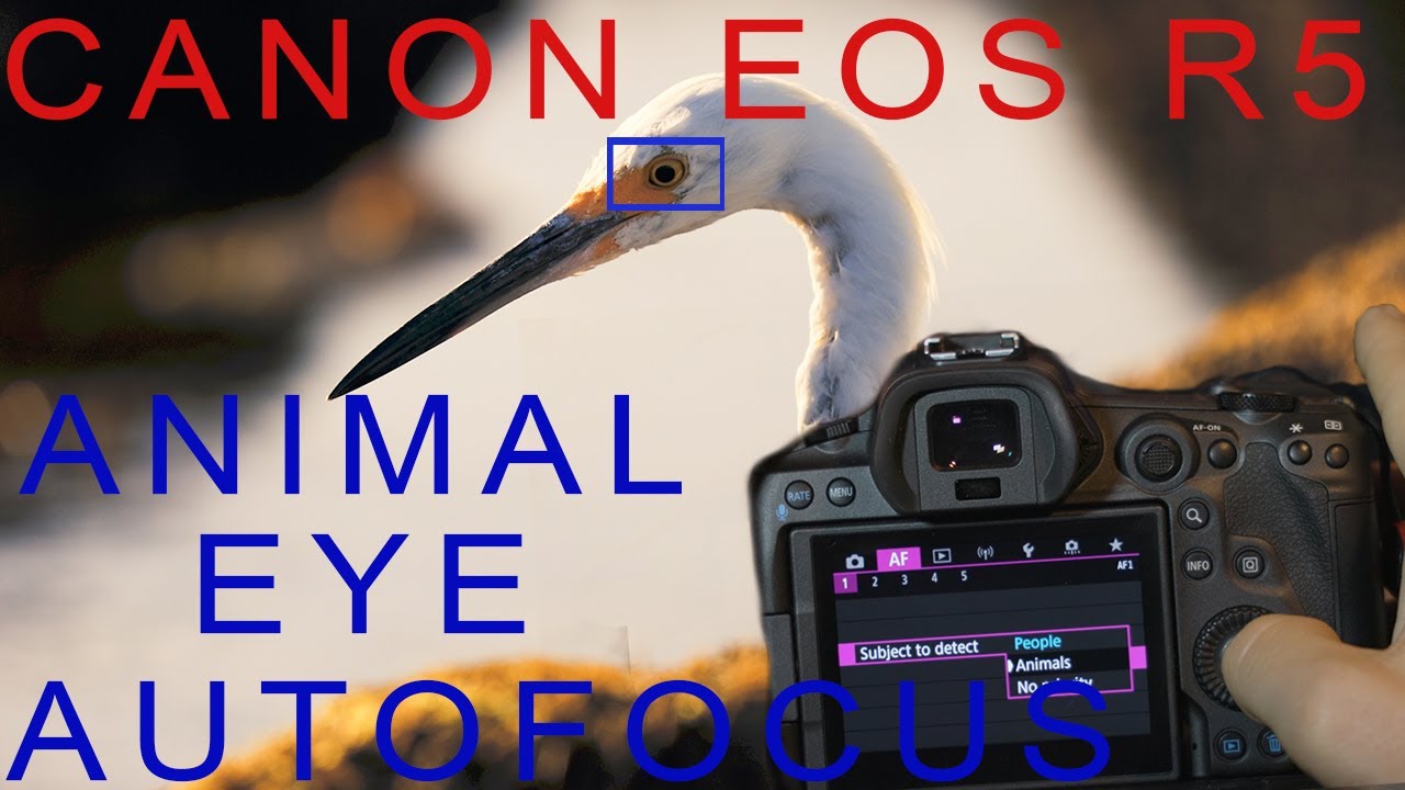 Canon R5 -The Best Animal Photography Camera EVER? EOS R5 Animal Eye Autofocus -First Impression