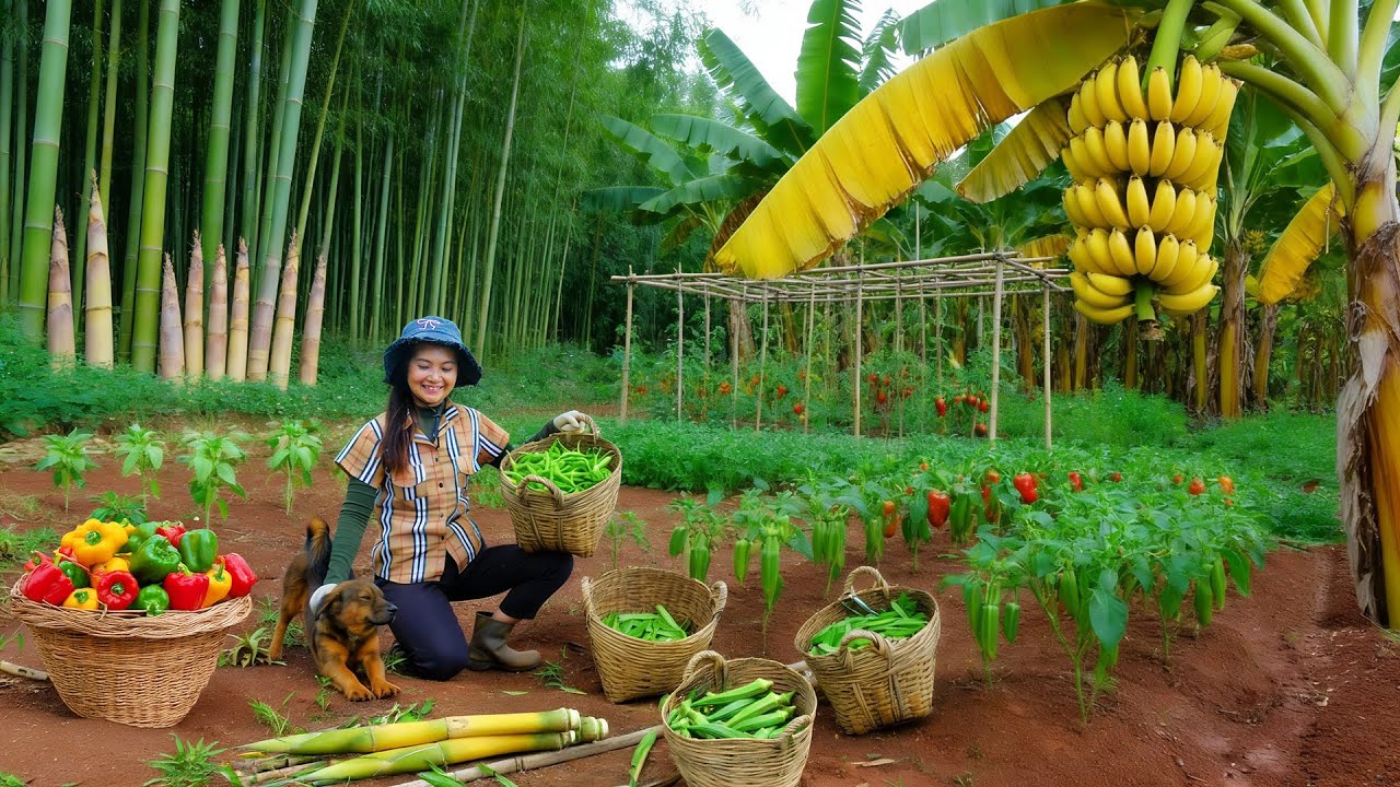 Harvest: Chili, Okra, Bell Pepper, Bamboo Shoots, Bananas To sell At The Market - Cook With Them